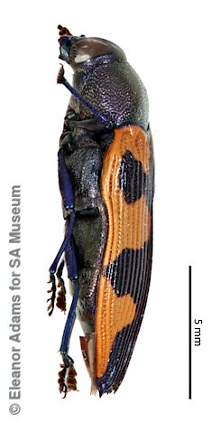 Castiarina moxoni, SAMA 25-018892, male, paratype -adapted from original, CC BY NC SA 4.0, NW, photo by Eleanor Adams for SA Museum